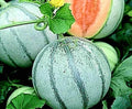 Savor Melon Seeds | 10 Pack | Cool Blue Sweet Melons | Cucumis melo
