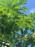 Live Papaya Tree Start Seeding - Well Rooted Plant - Tropical Fruit - Carica papaya - 8" Tall
