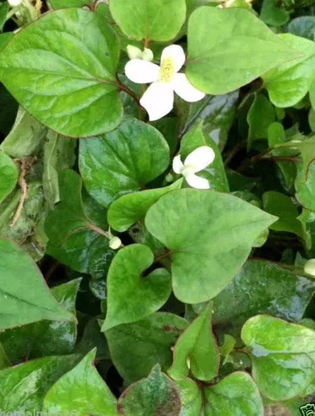 Houttuynia Cordata Plants - 10 Bare Root Fish Mints - Live Rau Vap Ca for Aquatic Gardens
