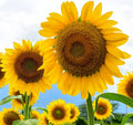 Large Mammoth Grey Stripe Sunflower Seeds for Planting - Helianthus annuus - Jumbo Size, Non-GMO, High Yield