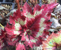 Tie Dye Begonia Seeds - 25+ Pack for Garden Planting - USA - Colorful Indoor/Outdoor Flowers - Free Shipping