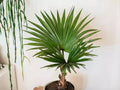Fan Palm Bonsai Tree Seeds - 10 Pack for Planting - Livistona spp.