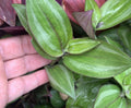 Wandering Jew Cuttings - 20 Fresh Green Tradescantia Cuttings, No Roots