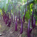 Long Purple Eggplant Seeds | 150+ Non-GMO Heirloom Seeds for Planting | Solanum melongena
