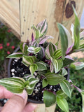 Tradescantia Tricolor Live Houseplant 4” Pot - Beautiful Variegated Foliage (Tradescantia zebrina)