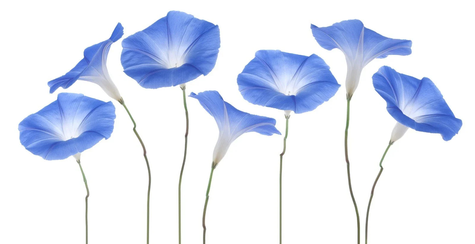 Exotic Morning Glory Flowering Vine Seeds - 50 Seeds - Ipomoea spp - Vibrant Blooms for Garden or Trellis