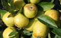 Golden Pippin Apple Seeds - 25+ Heirloom Seeds for Garden Planting - Malus domestica - USA