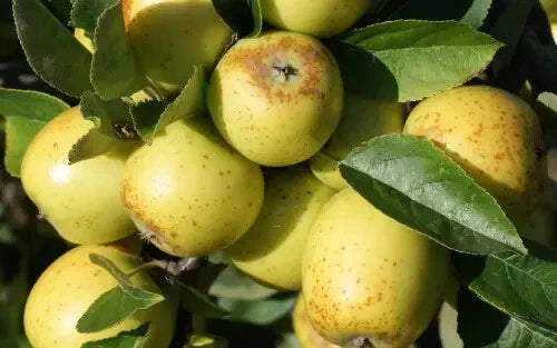 Golden Pippin Apple Seeds - 25+ Heirloom Seeds for Garden Planting - Malus domestica - USA