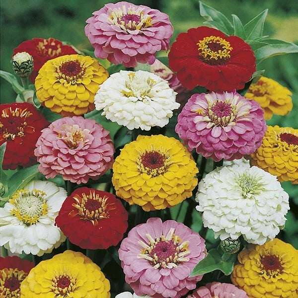 Oklahoma Mix Zinnia Seeds - 50 Pack - Colorful Annual Flower Seeds - Zinnia elegans - FREE Shipping