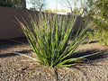 Giant Hesperaloe Funifera Seeds - 2025 Count - False Yucca with Red/Pink Flowers - Drought-Tolerant Perennial Plant