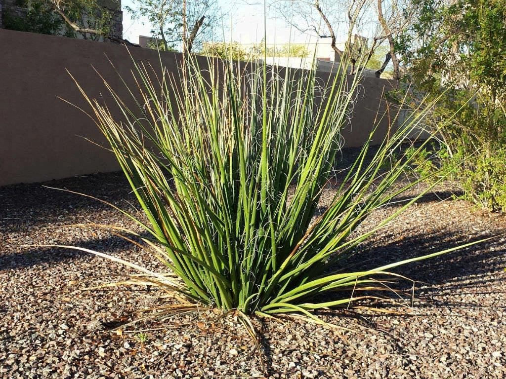 Giant Hesperaloe Funifera Seeds - 2025 Count - False Yucca with Red/Pink Flowers - Drought-Tolerant Perennial Plant