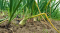 Onion Seeds - 500 Heirloom Texas Early Grano, Short Day Vidalia Type - Allium cepa