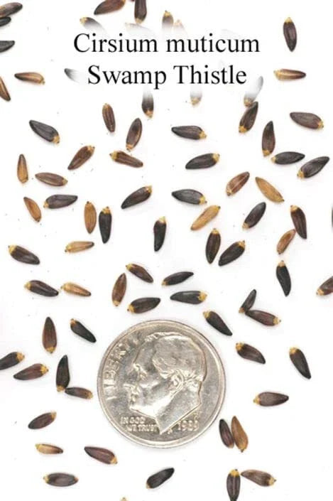 Swamp Thistle Seeds for Planting - 100 Count - Native Variety - Cirsium muticum