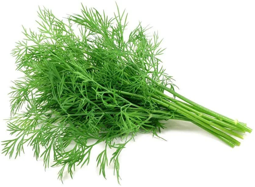 Dill Seeds - 200 Count - Grow Your Own Herbs - Anethum graveolens