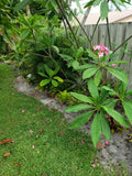 Pink Plumeria Cutting 8" - 12" Unrooted Plant (Plumeria rubra) - Tropical Flowering Plant for Gardens and Indoors