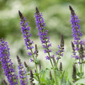 Chia Seeds 750 - 75,000 Seeds Non-GMO Heirloom Salvia hispanica Free Shipping