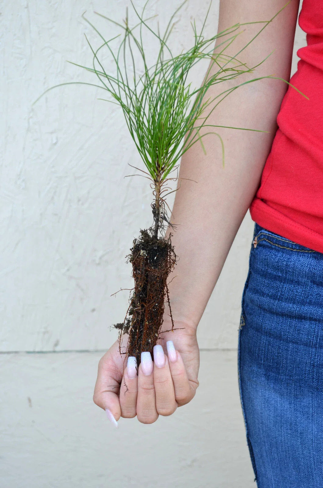 Red Pine Tree - 3 to 5+ Inches - Pinus resinosa - Healthy Seedling for Landscaping or Reforestation