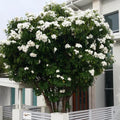 Plumeria Pudica Cuttings - 4-6 Inch Tropical Privacy Tree Shrub - Ideal for Fencing and Landscaping