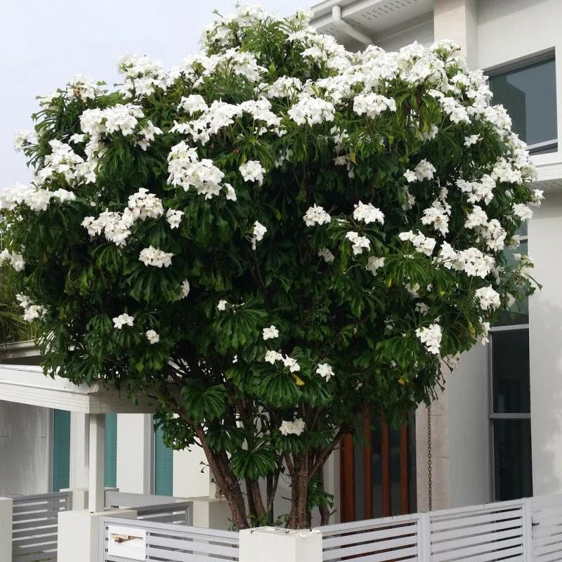 Plumeria Pudica Cuttings - 4-6 Inch Tropical Privacy Tree Shrub - Ideal for Fencing and Landscaping