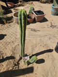 Green Columnar Cactus 8" Branch - Euphorbia ingens, Unique Succulent Plant for Home Decor and Indoor Gardening