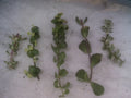 Portulacaria Cuttings Collection - 9 Varieties of Succulent Plants - Ideal for Home Decor and Gardening