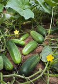 Cucumber Seeds, 100 Count, Heirloom Non-GMO, Marketer Variety, Garden Cucumber (Cucumis sativus)