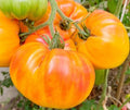 Pineapple Tomato Seeds 100+ Beefsteak Indeterminate Vegetable Garden - Solanum lycopersicum