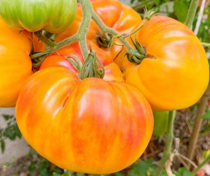 Pineapple Tomato Seeds 100+ Beefsteak Indeterminate Vegetable Garden - Solanum lycopersicum