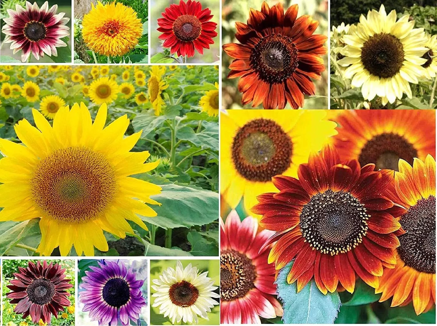 Sunflower Seeds for Planting - Jumbo Mix Pack - 500+ Seeds - 15+ Varieties - Helianthus
