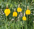 Long Headed Coneflower Seeds (100 Seeds) - Easy to Grow Echinacea laevigata for Planting