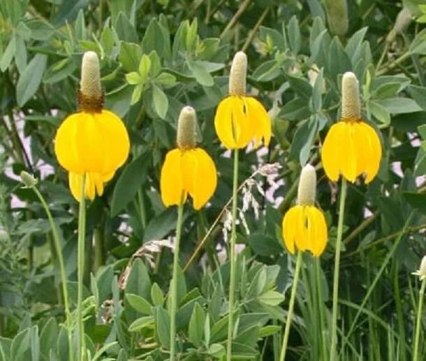 Long Headed Coneflower Seeds (100 Seeds) - Easy to Grow Echinacea laevigata for Planting