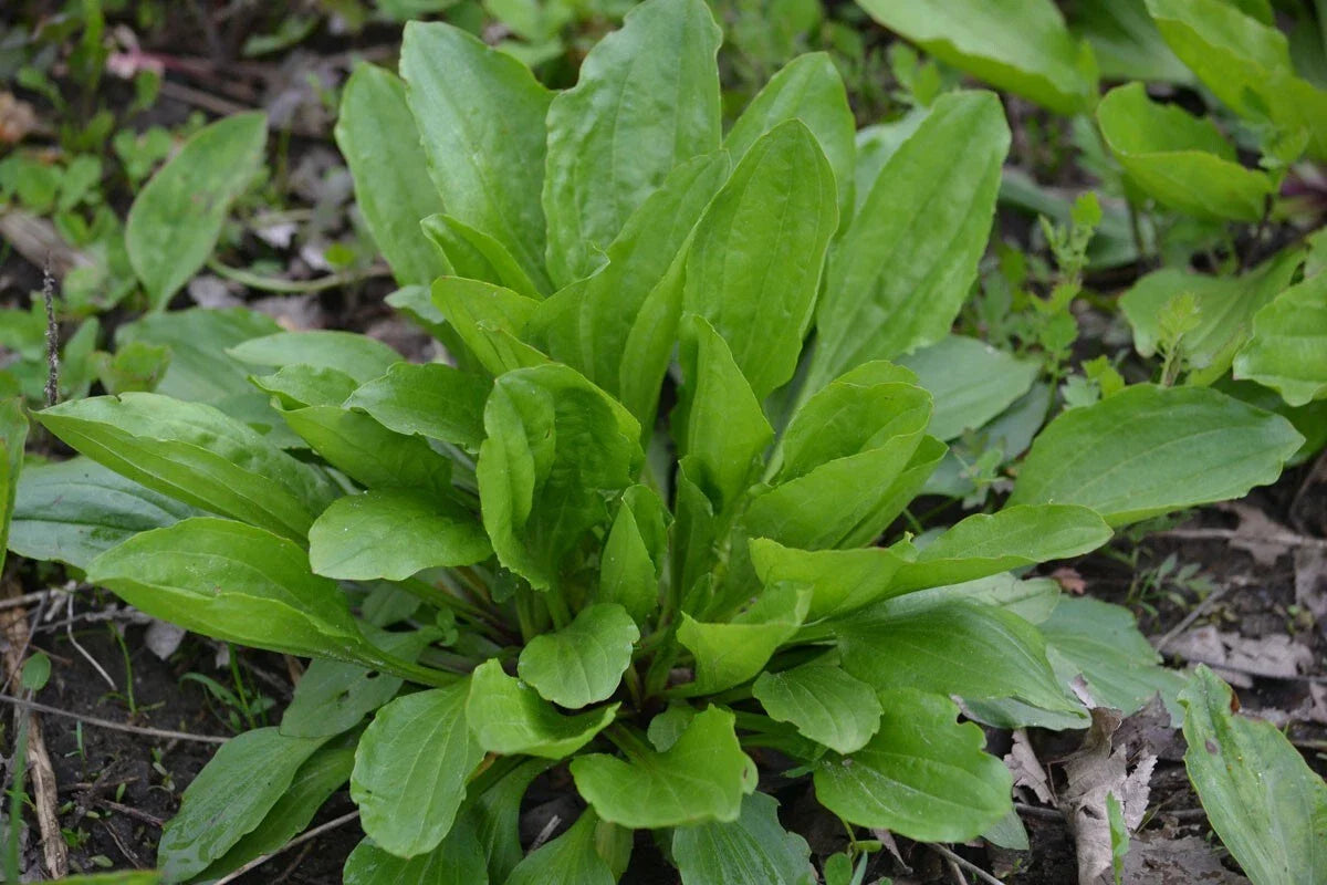 Plantain Herb Seeds 250+ Count, Medicinal Perennial, Heat Tolerant, Plantago Major, USA