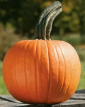 Sugar Pie Pumpkin Seeds 15+ Vegetable, Baking Variety, Avg Weight 8lbs, Cucurbita pepo