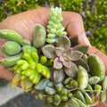 Live Succulent Cuttings Set of 5 Assorted Varieties for Garden Starter Plants - Ideal for Home Decor and DIY Projects
