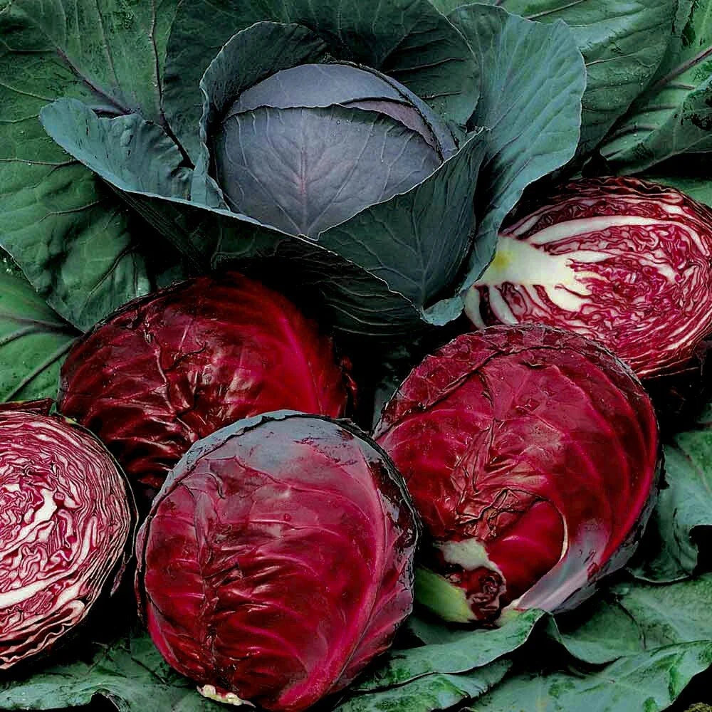 Red Acre Cabbage Seeds | 100 Non-GMO Heirloom Seeds for Fresh Garden | Brassica oleracea