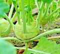 Giant Kohlrabi Seeds - 1000 Non-GMO Heirloom Seeds for Spring Microgreens & Salads - Brassica oleracea