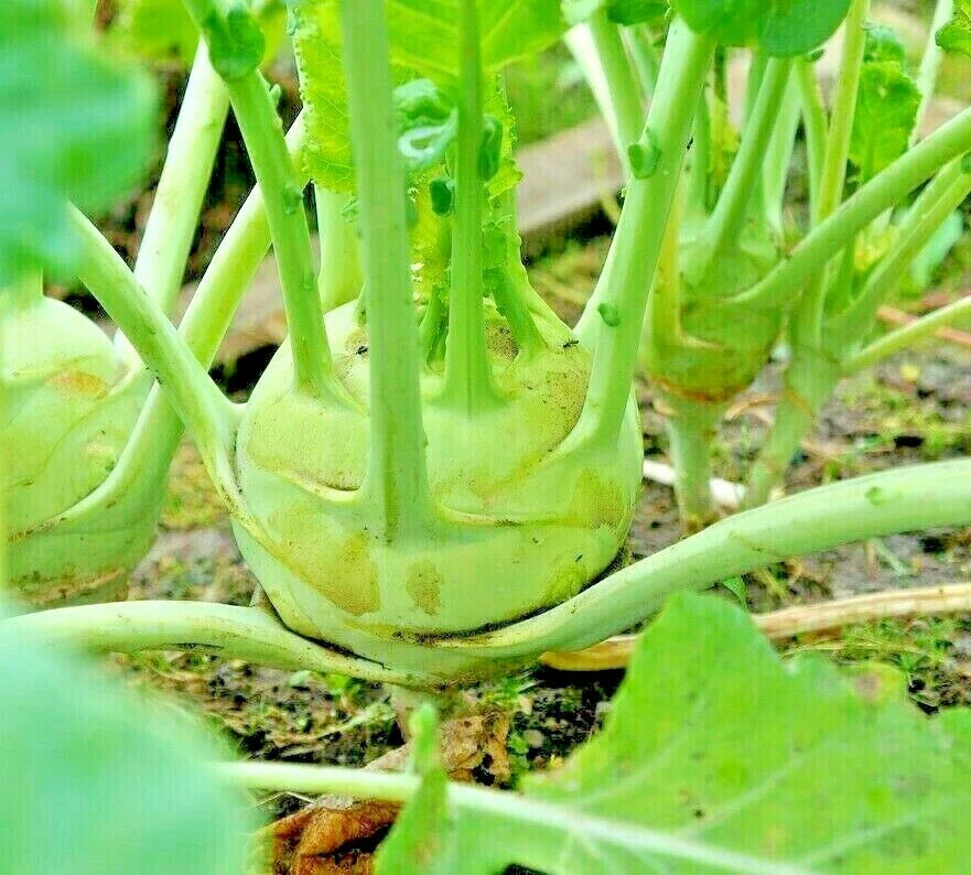 Giant Kohlrabi Seeds - 1000 Non-GMO Heirloom Seeds for Spring Microgreens & Salads - Brassica oleracea