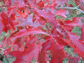 Scarlet Oak Tree Seedlings 12-18" Quercus coccinea for Planting