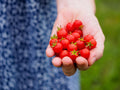 Micro Currant Tomato Seeds - Non-GMO Small Tomato Seeds - Perfect for Home Gardening - Solanum pimpinellifolium
