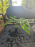 Monstera Adansonii Live Plant - Mature Top Cutting - 3" Pot - Narrow Form - Rooted Tropical Houseplant