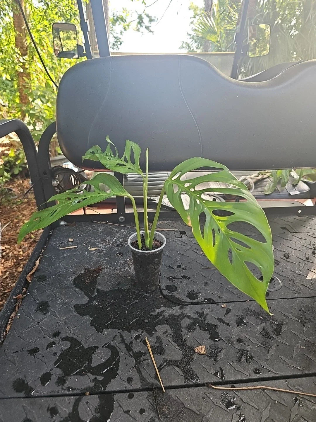 Monstera Adansonii Live Plant - Mature Top Cutting - 3" Pot - Narrow Form - Rooted Tropical Houseplant