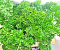 Parsley Seeds - 2000+ Non-GMO Heirloom Curled Greens - Petroselinum crispum - Herb Garden Vegetable