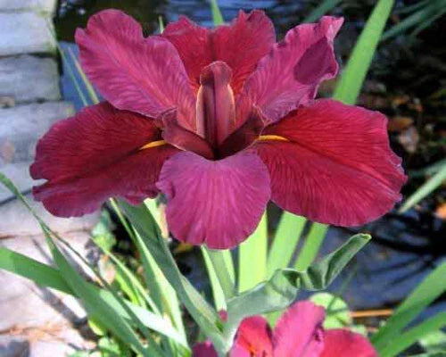 Red Velvet Elvis Louisiana Iris Plants - 5 Blooming Size Deep Red Flowers - Iris hexagona