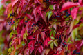 Virginia Creeper Vine Cuttings, 7++ Organic, Parthenocissus quinquefolia, Fast-Growing Climbing Plant
