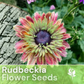 Rudbeckia Seeds - 125+ Sahara Starlight Annual Flower Seeds for Garden - Black-Eyed Susan (Rudbeckia hirta)