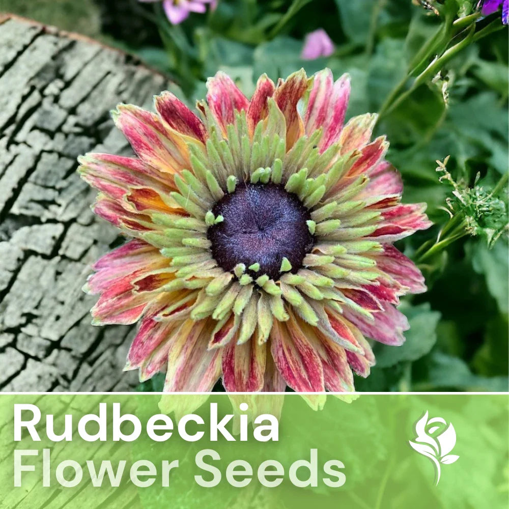 Rudbeckia Seeds - 125+ Sahara Starlight Annual Flower Seeds for Garden - Black-Eyed Susan (Rudbeckia hirta)