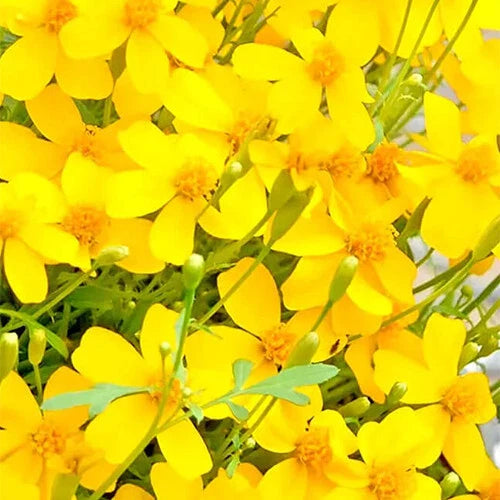Mexican Tarragon Seeds | 100 Heirloom Non-GMO Seeds | Tagetes lucida | Free Shipping