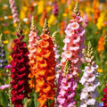 Snapdragon Flower Seeds – Mixed Colors, Tall Variety, 1000 Seeds – Ideal for Butterflies & Bees, Antirrhinum majus