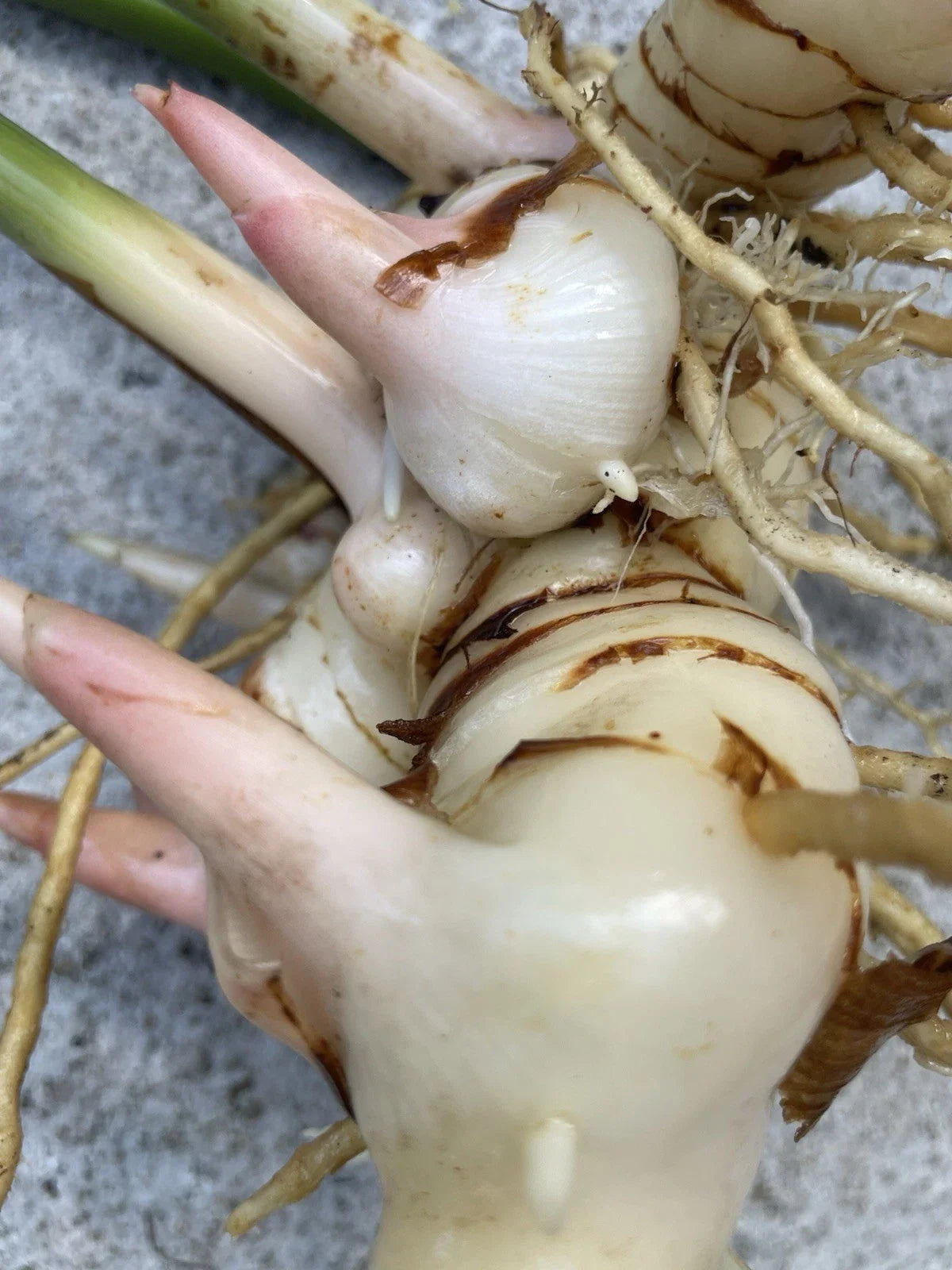 Fresh Thai Ginger Roots - 8 Organic Galangal Rhizomes - Hawaii Grown Spicy Asian Flavor