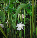 White Torch Ginger Plants - 2 Pack with Rhizomes - Etlingera Elatior - Ginger Lily - Well Rooted